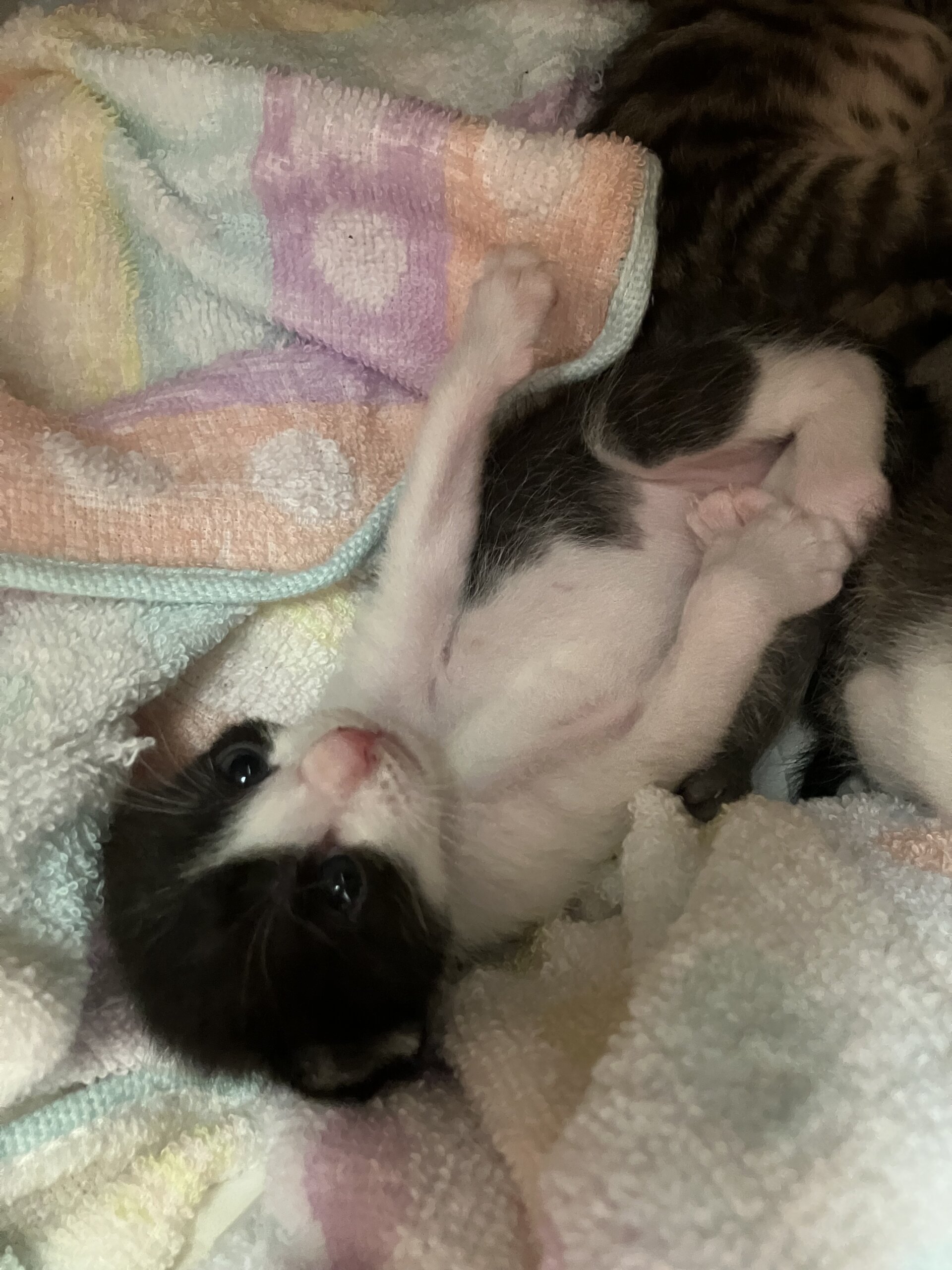 [基本無料&室内出産][個体識別仮名]ハチワレ2号(母猫超美猫、写真4〜5枚目)