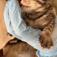 [基本無料&室内出産][個体識別仮名]キジクロ2号(母猫超美猫、写真4〜5枚目)