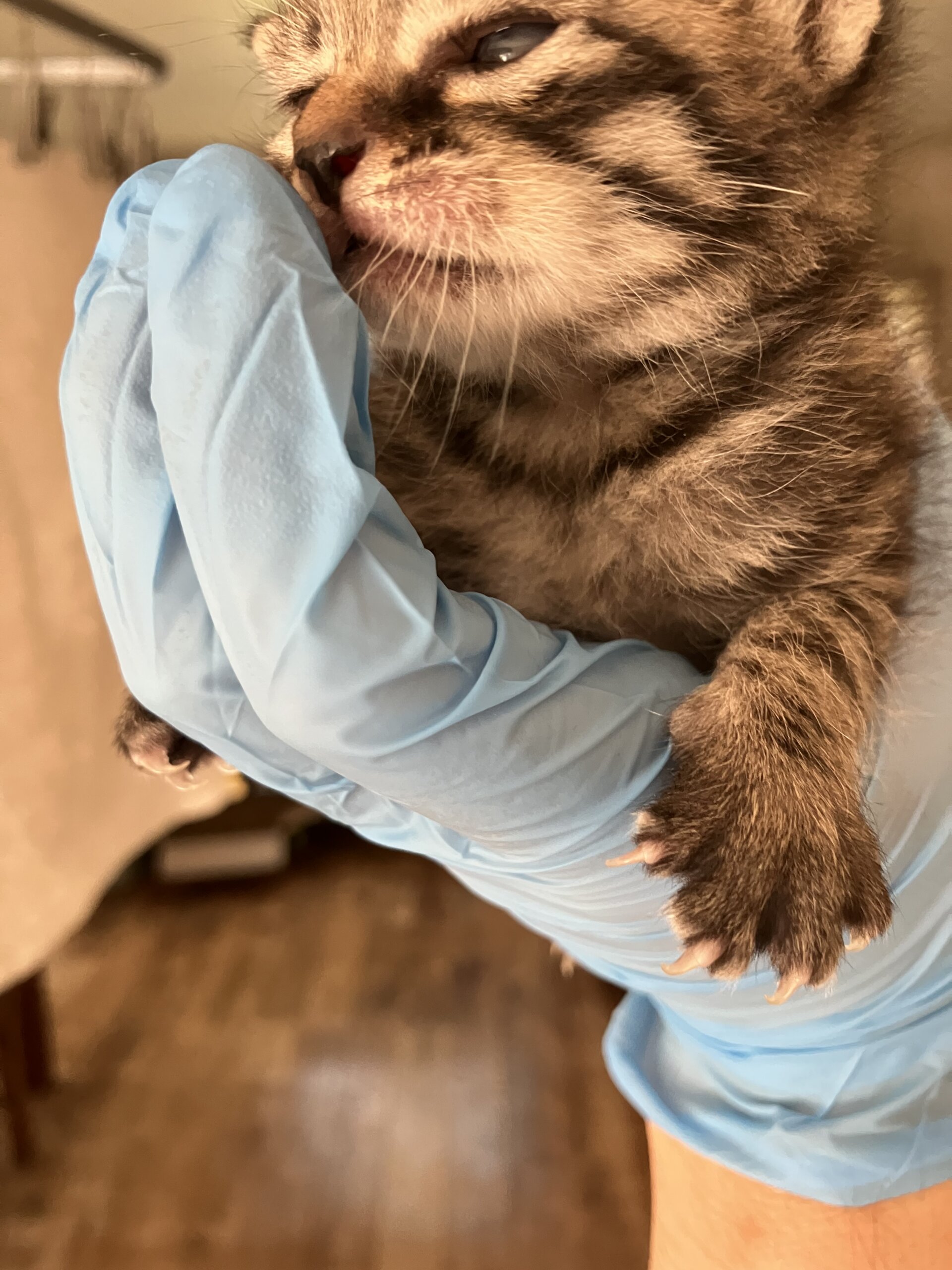 [基本無料&室内出産][個体識別仮名]キジクロ2号(母猫超美猫、写真4〜5枚目)