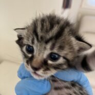 [基本無料&室内出産][個体識別仮名]キジクロ1号(母猫超美猫、写真4〜5枚目)