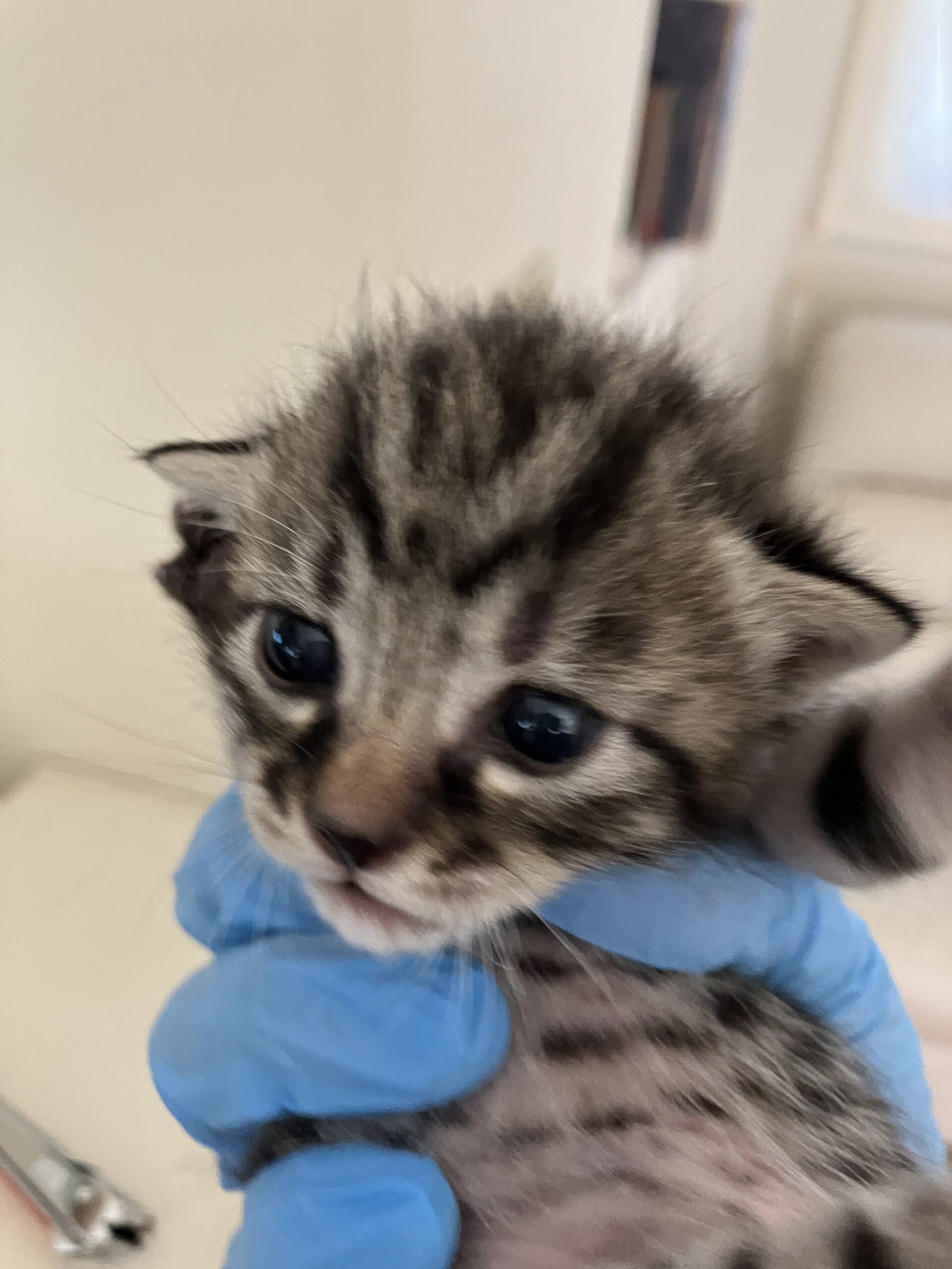 [基本無料&室内出産][個体識別仮名]キジクロ1号(母猫超美猫、写真4〜5枚目)