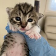 [基本無料&室内出産][個体識別仮名]キジシロ(母猫超美猫、写真4〜5枚目)