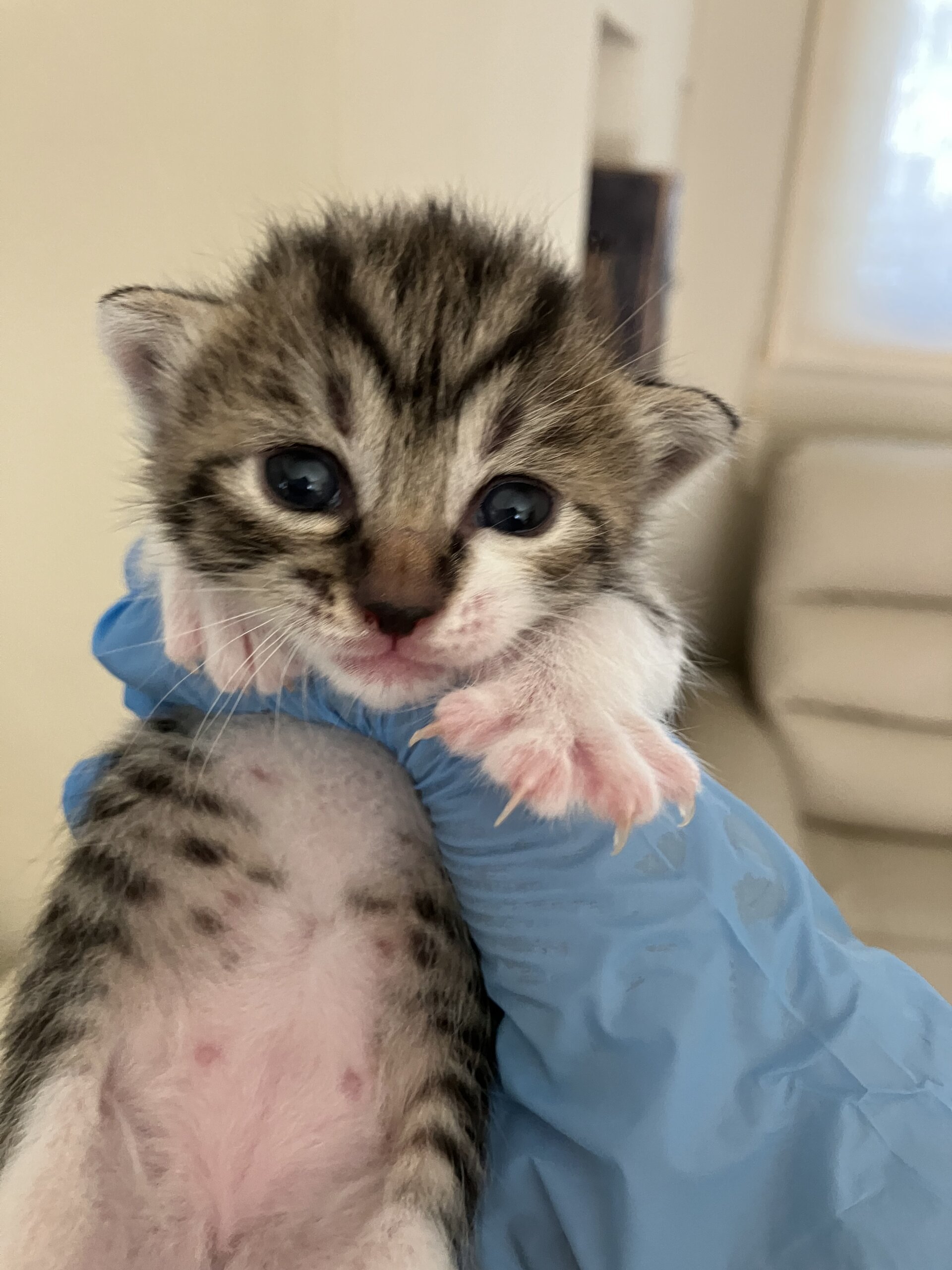[基本無料&室内出産][個体識別仮名]キジシロ(母猫超美猫、写真4〜5枚目)