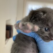 [基本無料＆室内出産][個体識別仮名]はいねこ(母猫超美猫、写真4〜5枚目)