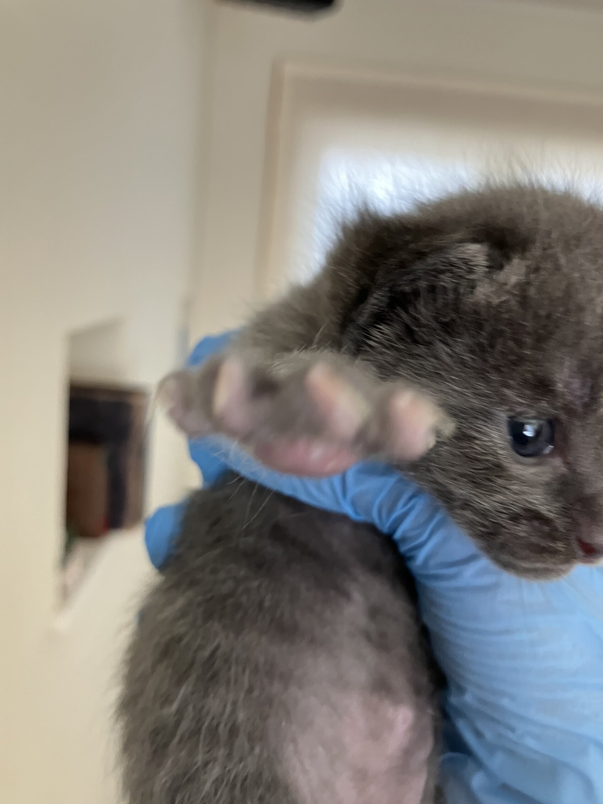 [基本無料＆室内出産][個体識別仮名]はいねこ(母猫超美猫、写真4〜5枚目)