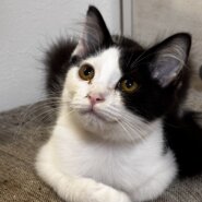 アシメちゃん