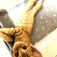 ルイちゃん