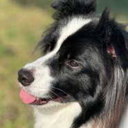 人も犬も大好き！ボーダーコリー♂のノアくんです