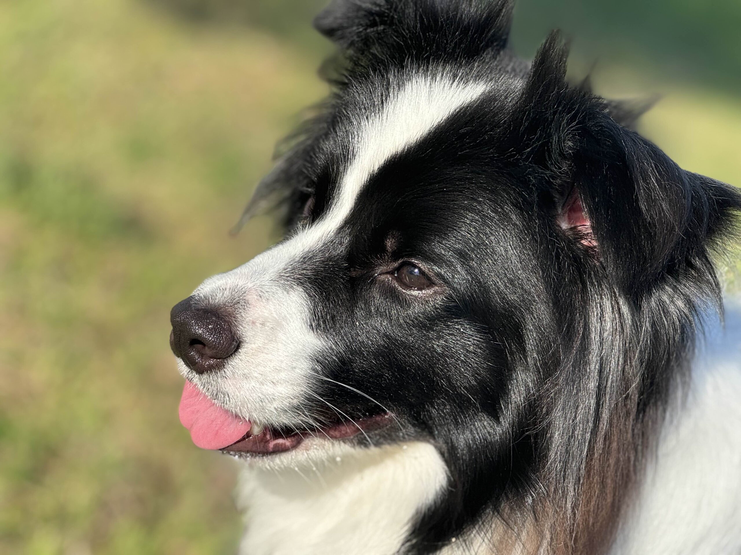 人も犬も大好き！ボーダーコリー♂のノアくんです