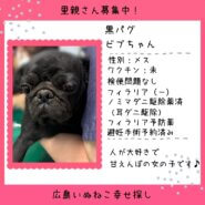 ビブちゃん、