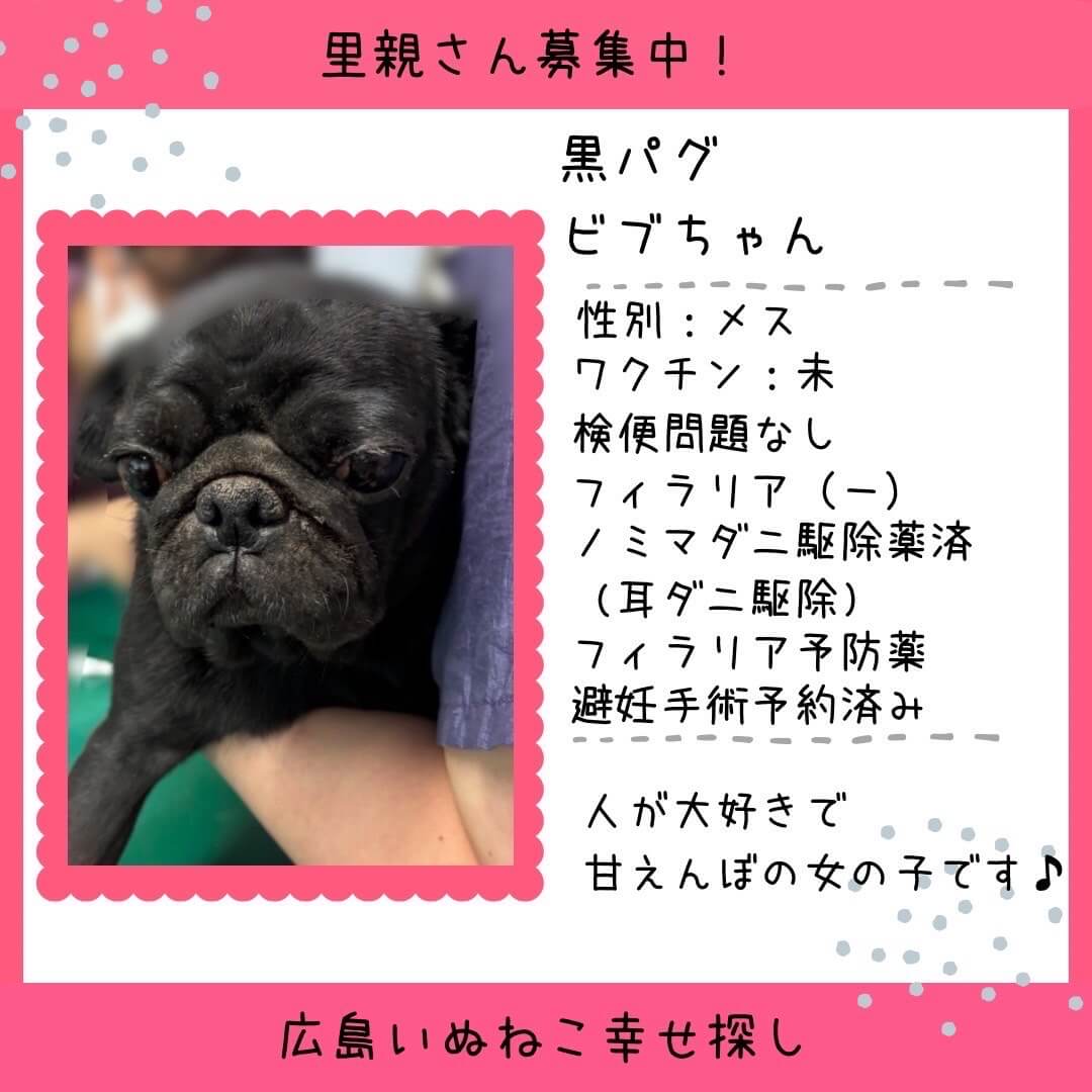 ビブちゃん、