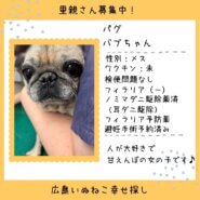 バブちゃん