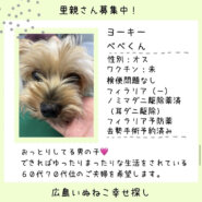べべ君