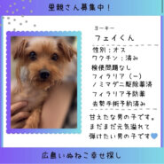 フェイ君