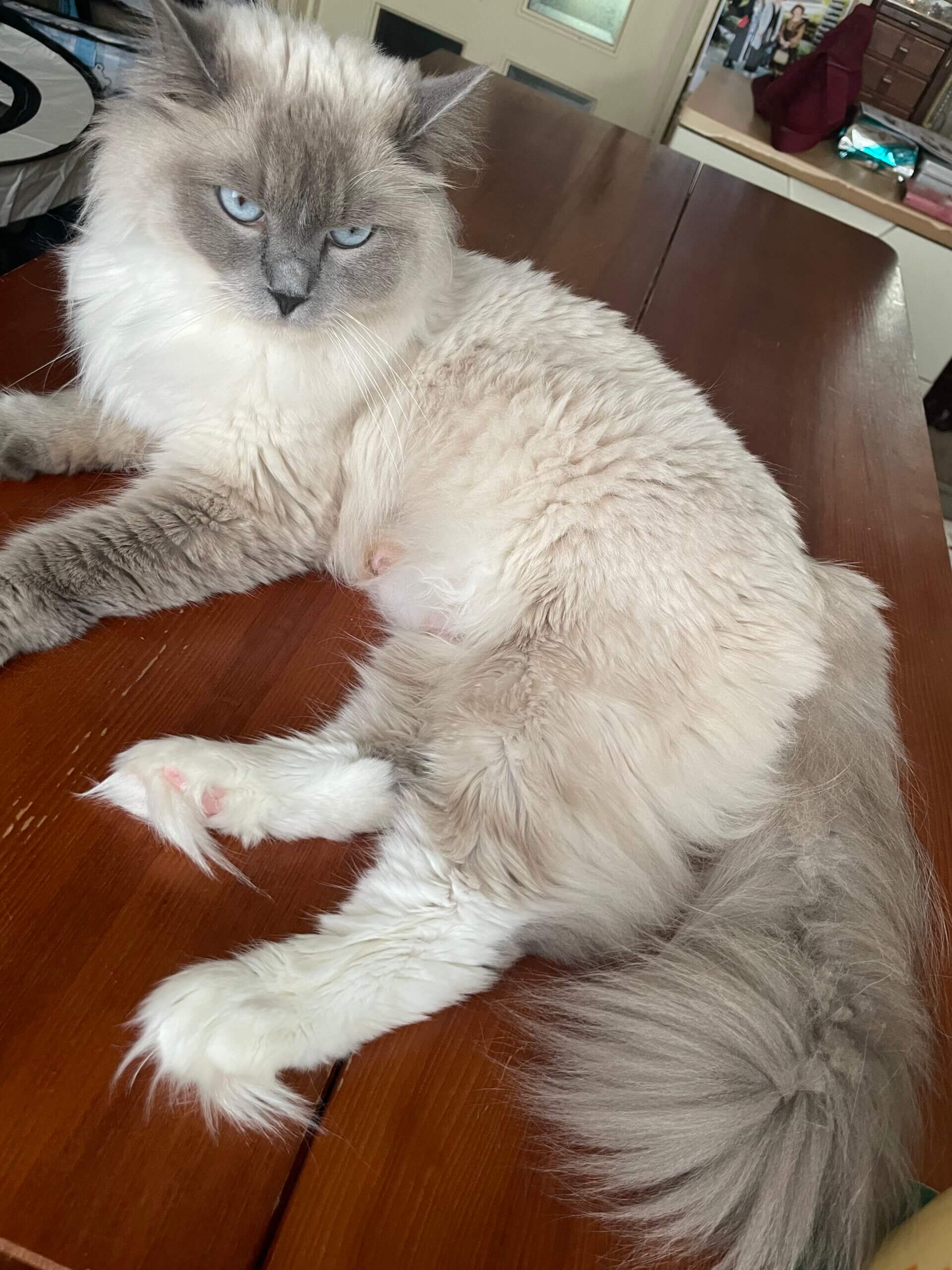 ハーフ猫2歳