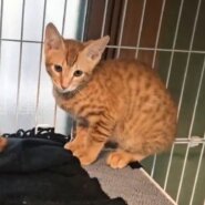 かつみ：兄弟猫に引っ付きまわる甘えん坊
