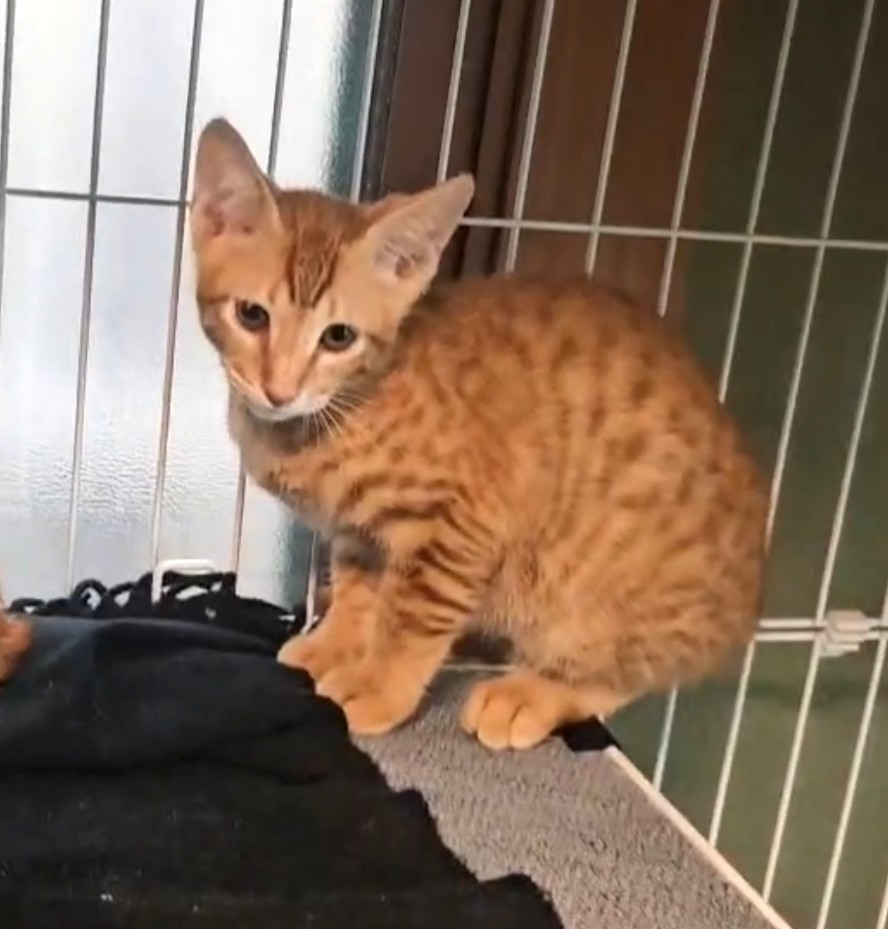 かつみ：兄弟猫に引っ付きまわる甘えん坊