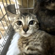 たけこ：姉妹のうちこと大の仲良しです