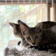 少しずつ人慣れ練習中＊慎重派キジトラ小梅ちゃん