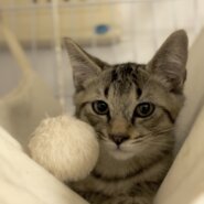 マイペースで穏やかなキジトラのあずきちゃん♡