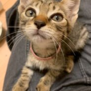 おねだり上手の小太郎くん