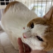 人が大好き♡シロちゃんお気に入りに登録する