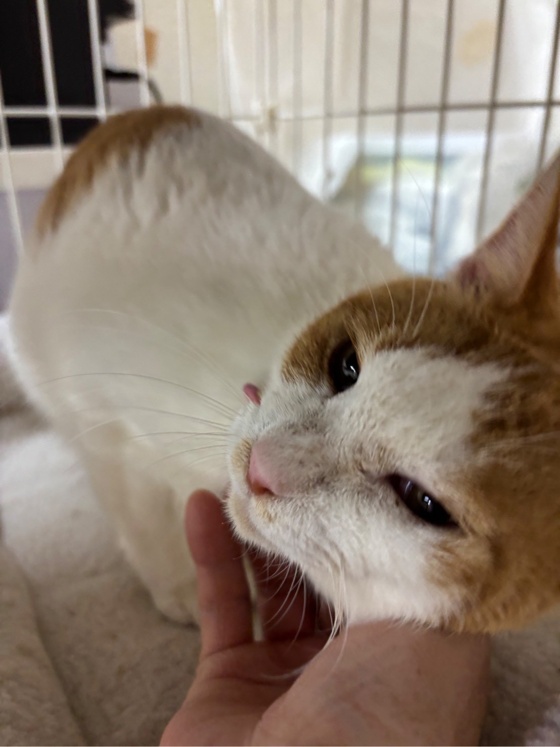 人が大好き♡シロちゃんお気に入りに登録する