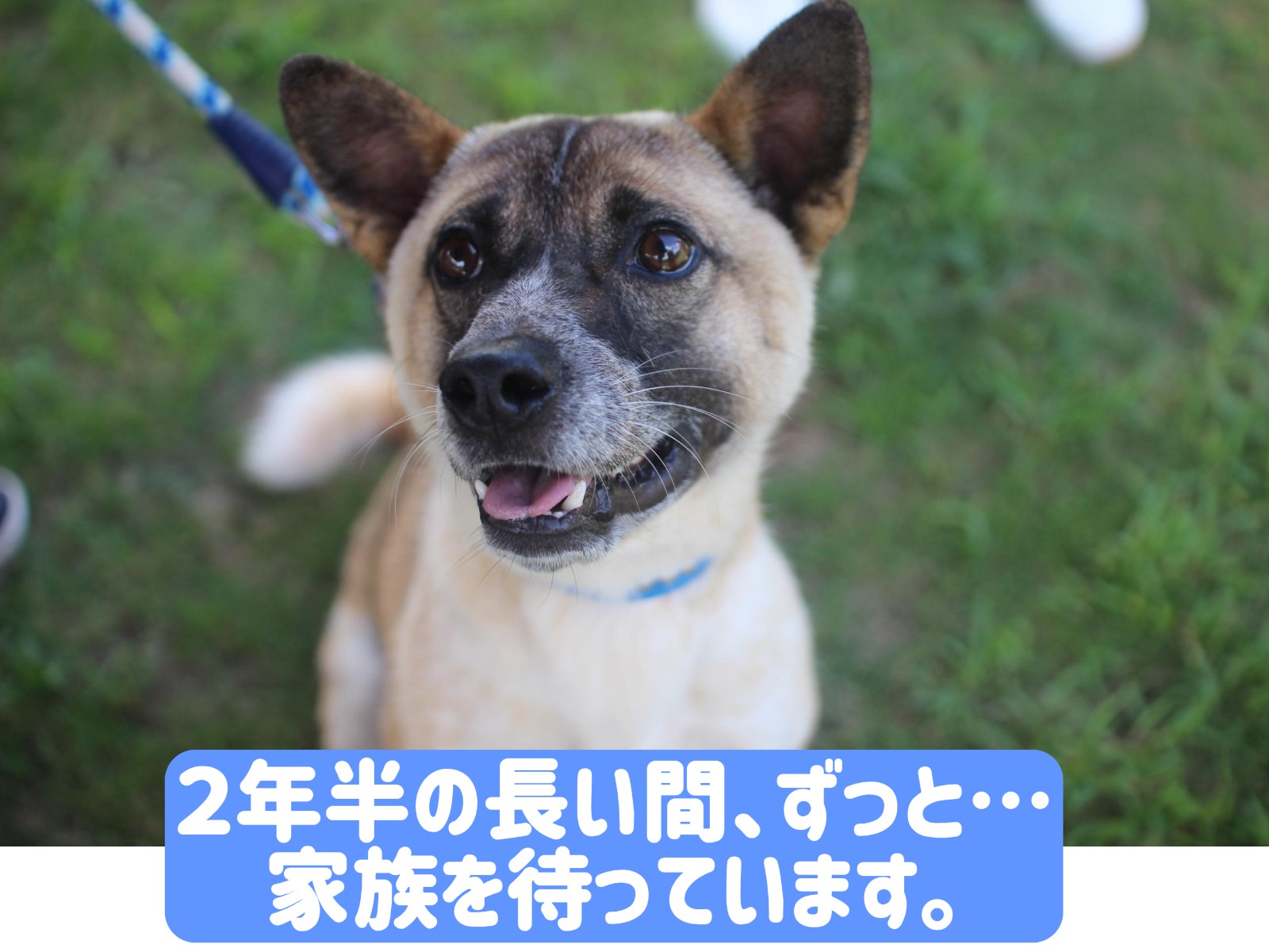 元気いっぱい💪甘えん坊のゾロくん
