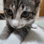 ⭐️9月7日参加猫⭐️ハラミ⭐️4ヶ月の女の子