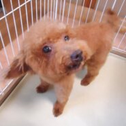 成犬プードル（女の子）
