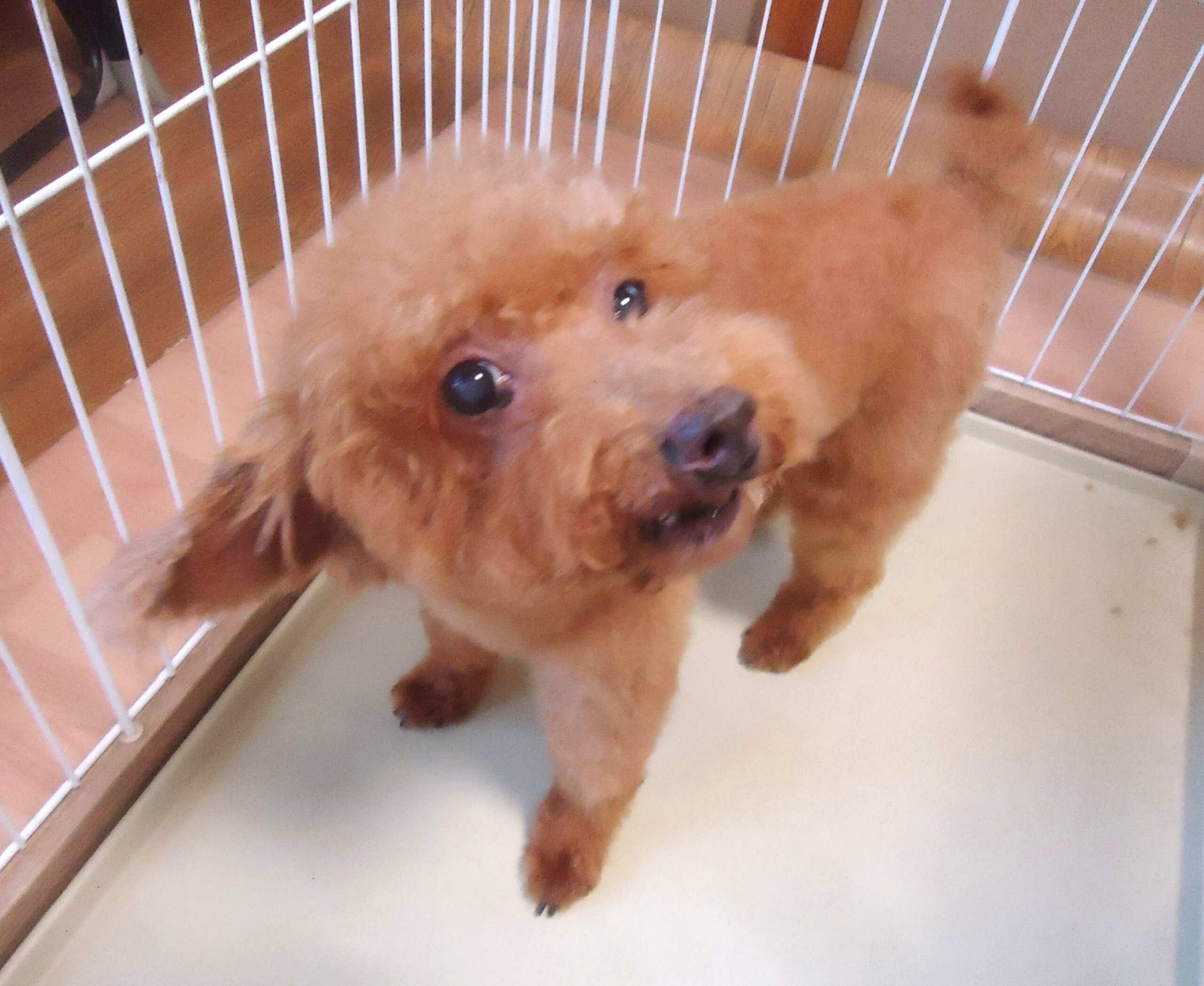小型犬　プードル（女の子）