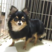小型犬　チワワ　女の子