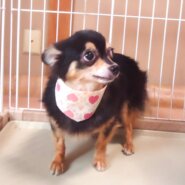 小型犬　チワワ　女の子