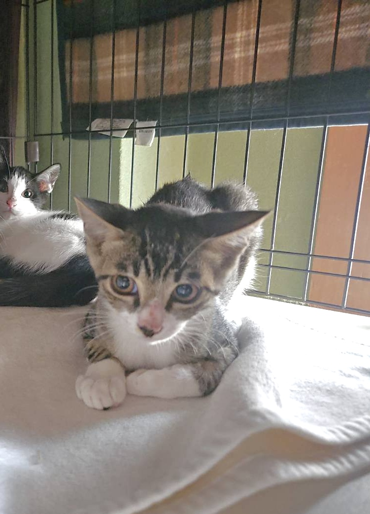 ハナビ：兄妹猫と仲良しです！