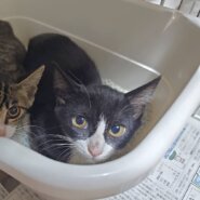 フジコ：兄妹猫と仲良しです！