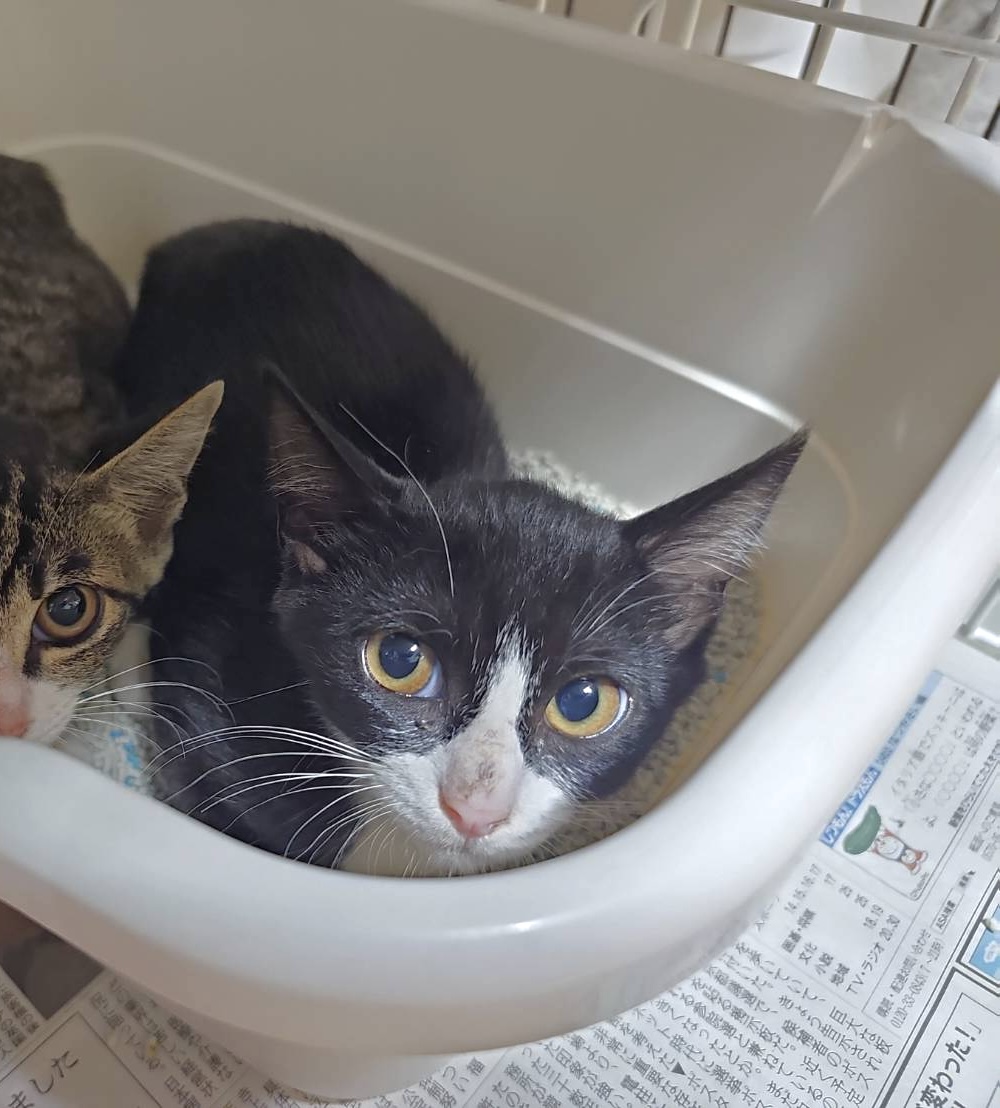 フジコ：兄妹猫と仲良しです！
