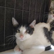 ブッチ：兄妹猫と仲良しです！
