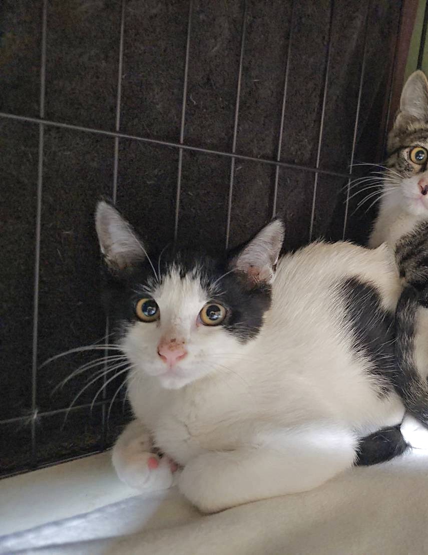 ブッチ：兄妹猫と仲良しです！
