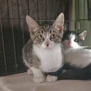 チョビ：兄妹猫と仲良しです！
