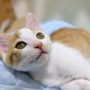 ⭐️9月7日参加猫⭐️大阪府堺市⭐️コバ⭐️3ヶ月の女の子