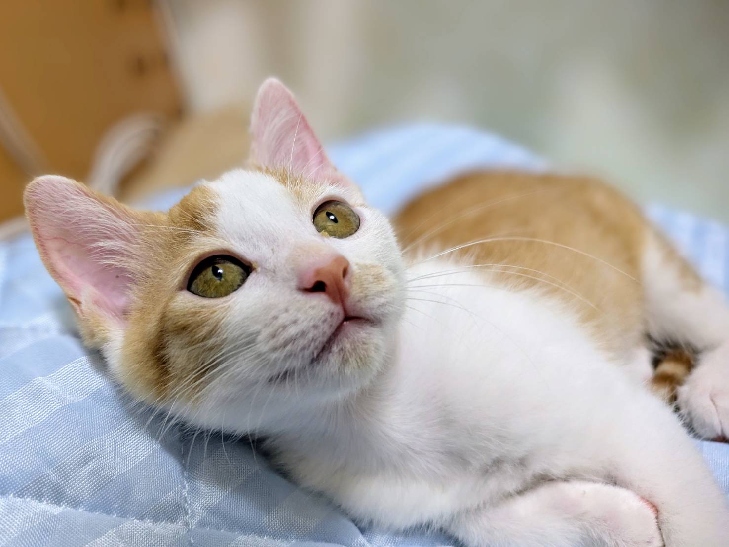 ⭐️9月7日参加猫⭐️大阪府堺市⭐️コバ⭐️3ヶ月の女の子