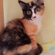 ⭐️9月7日参加猫⭐️はるみ⭐️4ヶ月の女の子