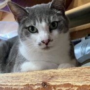 ⭐️9月7日参加猫⭐️大阪府堺市⭐️ルル　白グレー⭐️６歳の女の子