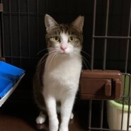 ⭐️9月7日参加猫⭐️大阪府堺市⭐️ミココ　キジ白⭐️6歳の女の子