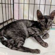 ⭐️9月7日参加猫⭐️大阪府堺市⭐️もも⭐️2ヶ月の女の子