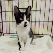⭐️9月7日参加猫⭐️大阪府堺市⭐️あんず⭐️2ヶ月の女の子