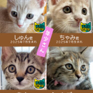 30匹の子猫まつり★みよし市