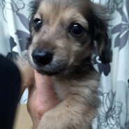 カニンヘンダックス　子犬