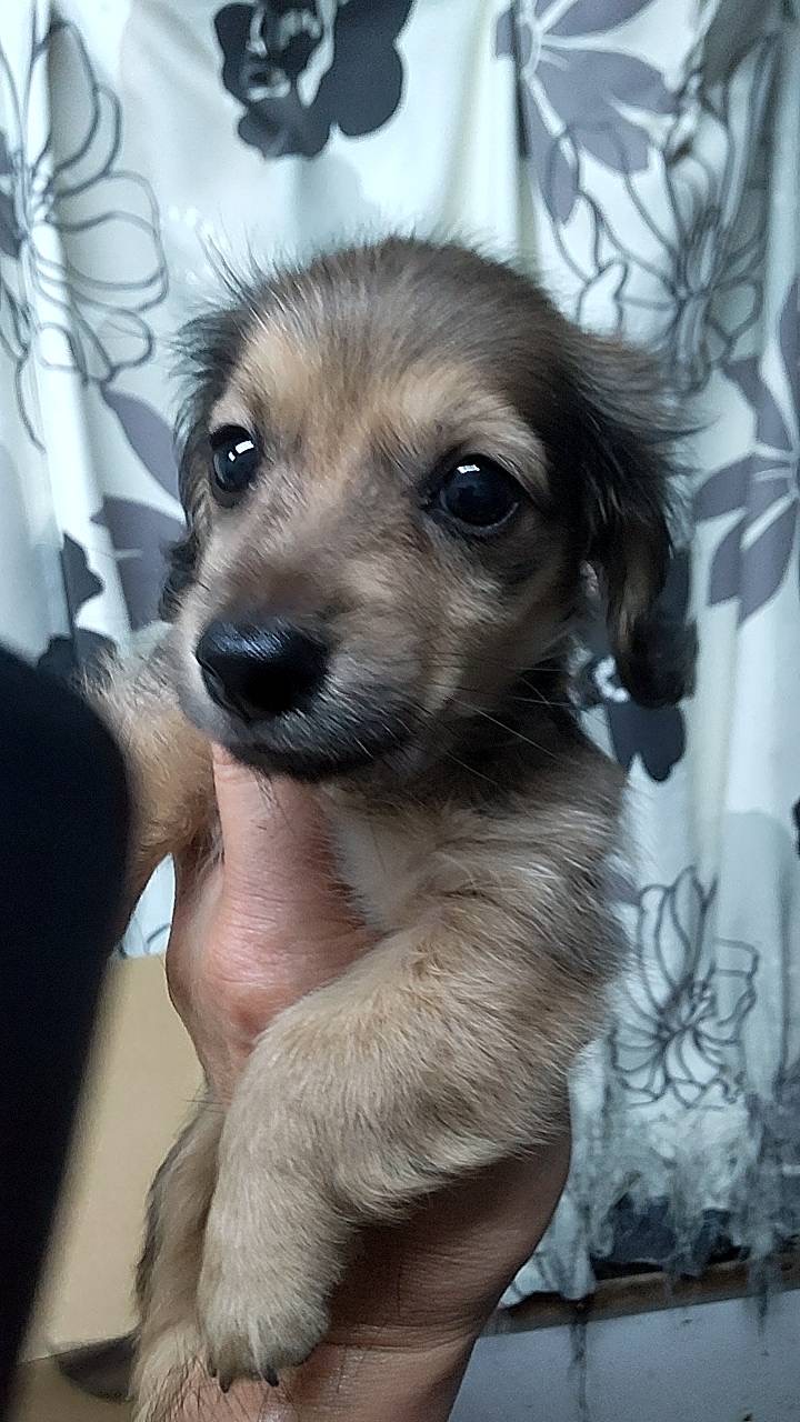 カニンヘンダックス　子犬