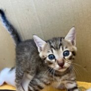 生後１カ月くらいの子猫（男の子）